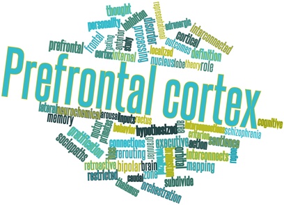 Abstract word cloud for Prefrontal cortex with related tags and terms